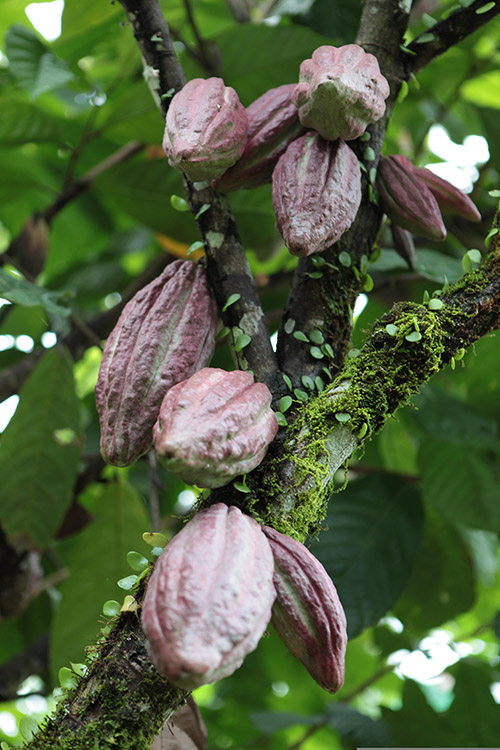 Kakaoschoten-an-Baum-600