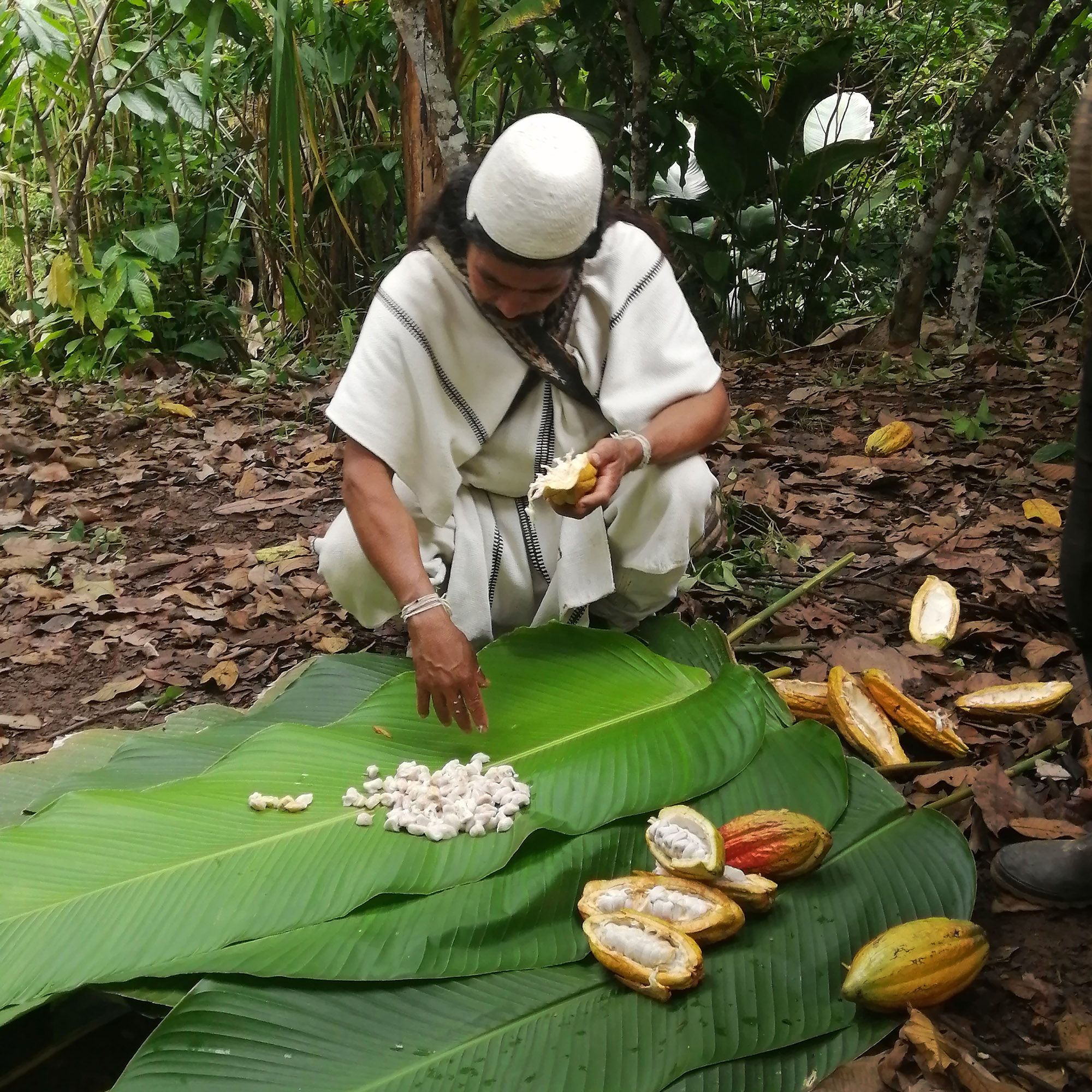 Arhuaco-mit-frischen-Kakaoschoten